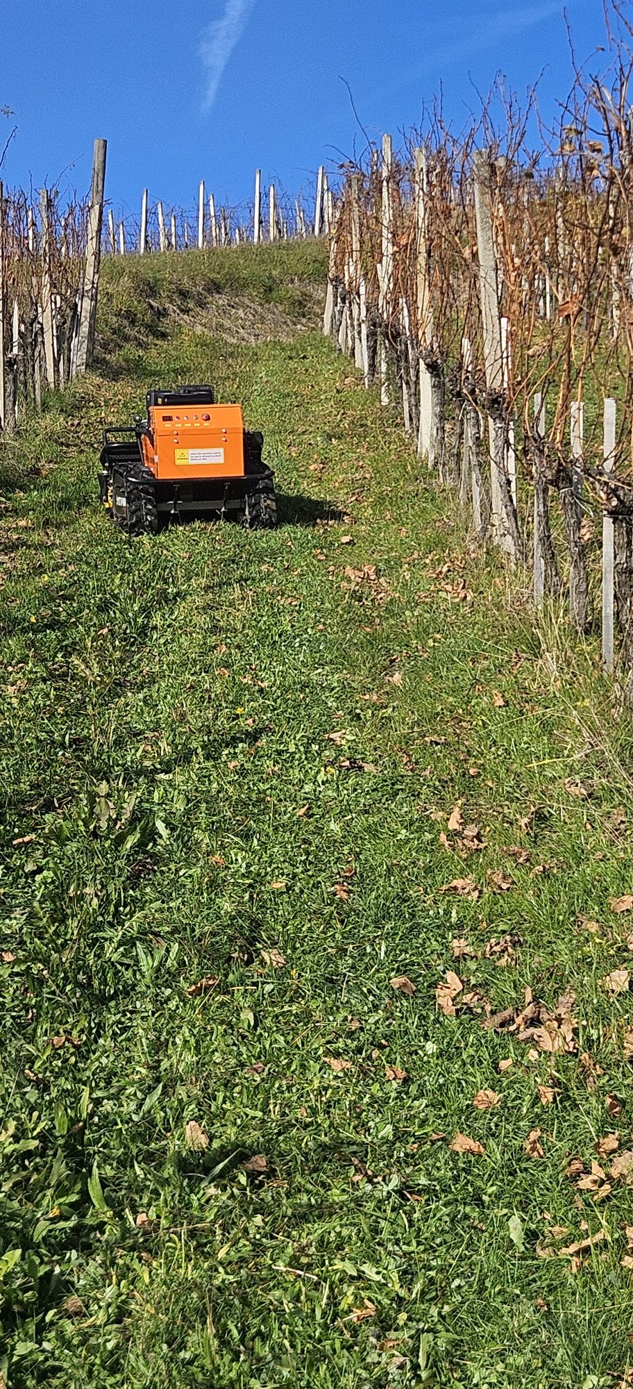 Košnja vinogradov